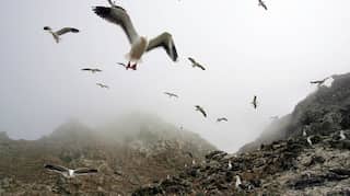 To save rare seabirds, US officials to air drop 3,000 pounds of rat poison on coastal islands