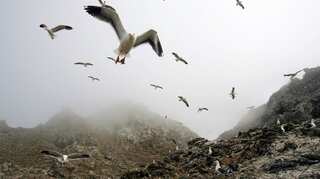 To save rare seabirds, US officials to air drop 3,000 pounds of rat poison on coastal islands