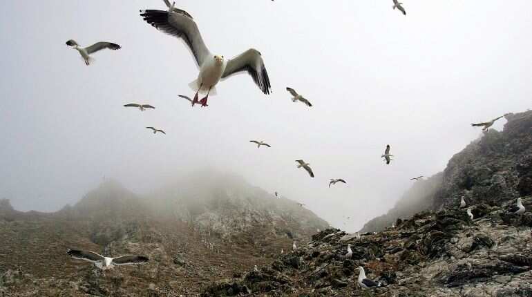 To save rare seabirds, US officials to air drop 3,000 pounds of rat poison on coastal islands