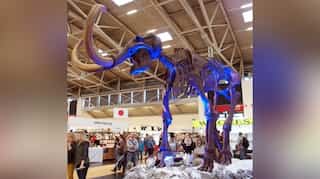 Goldmine for archaeologists? Remains of five ice age mammoths found in UK