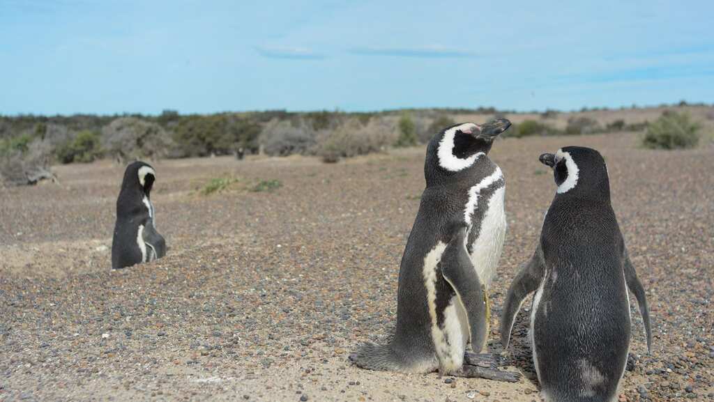 Argentina: Bulldozer crush 292 Penguin chicks to build road