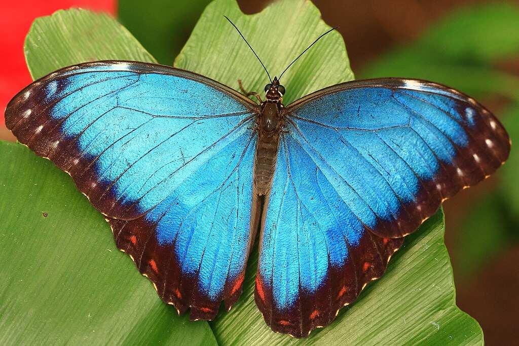 Costa Rica's 'Morpho' Butterfly farm breeds nearly 3,000 butterflies in a month