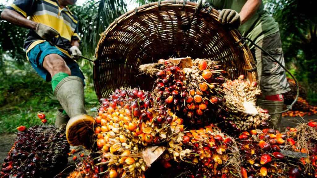 Nigerian government provides loans to farmers to revive Palm oil industry
