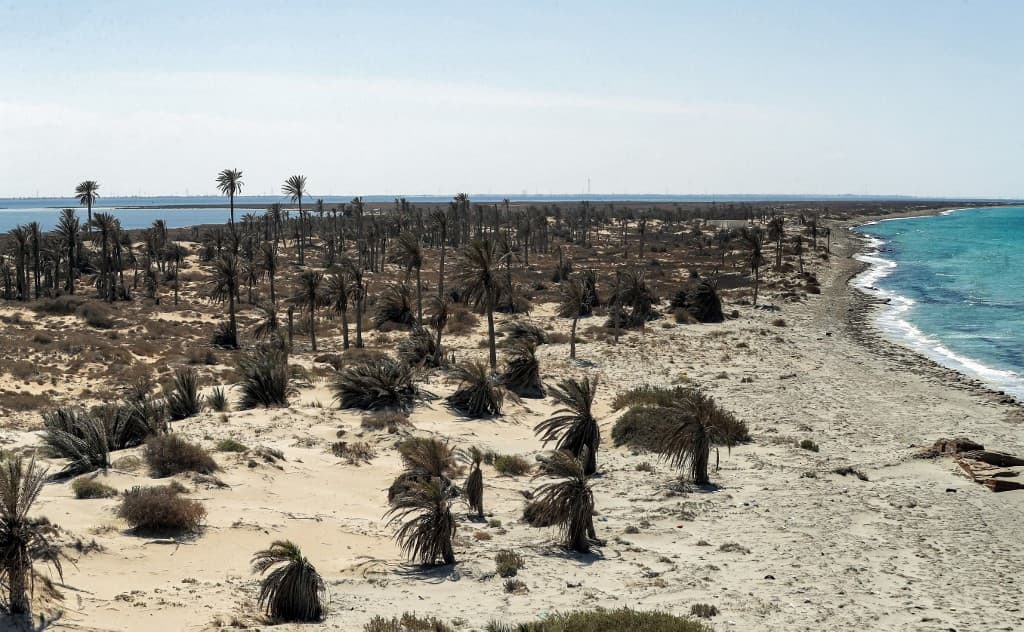 Libya's wildlife treasure island at risk of ruin