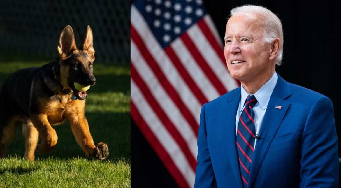 Commander, the first pup! President Joe Biden welcomes new member to the White House 
