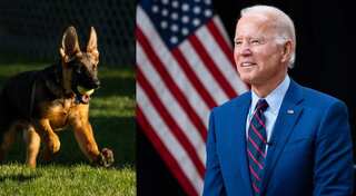 Commander, the first pup! President Joe Biden welcomes new member to the White House 