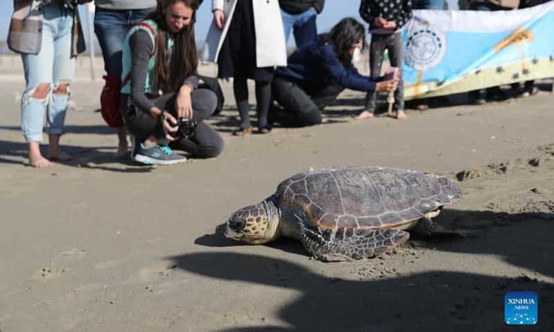 Israel rescue centre releases sea turtles back into the sea