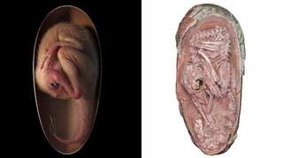 This is the most well-preserved Dinosaur egg ever discovered
