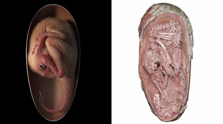 This is the most well-preserved Dinosaur egg ever discovered