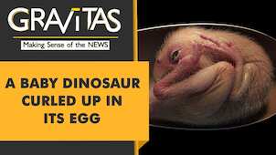 Gravitas: Perfectly preserved baby dinosaur discovered