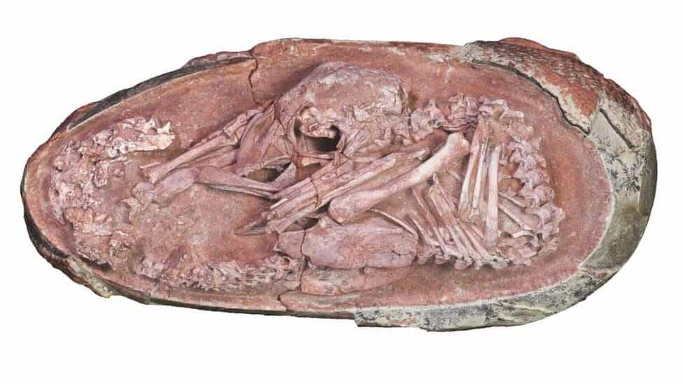 Perfectly preserved dinosaur egg discovered in China