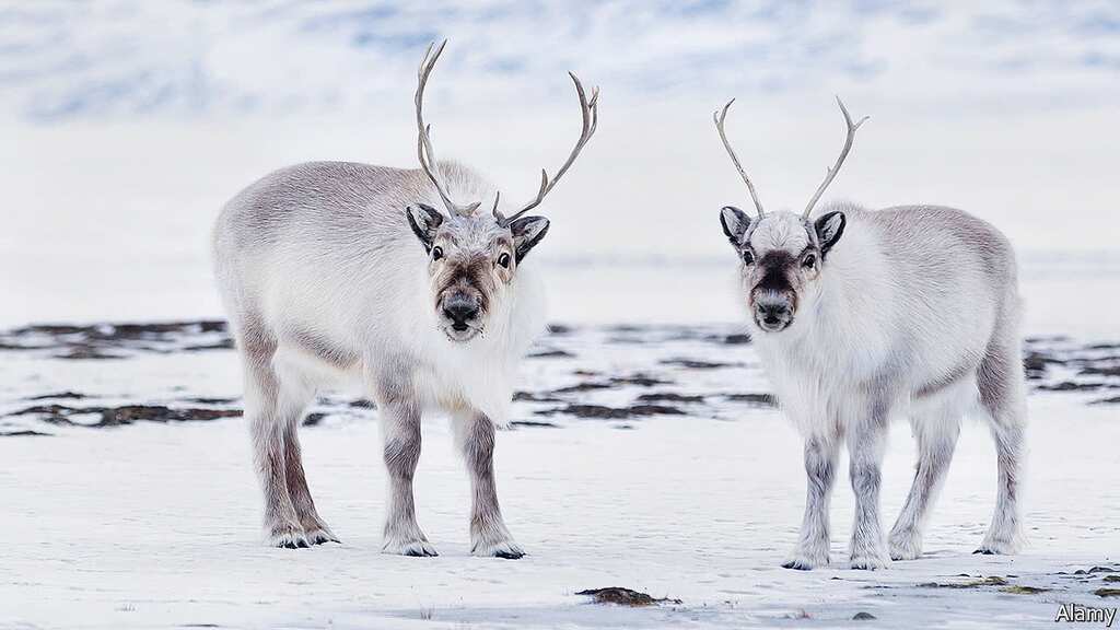 Climate change is killing the Arctic's Reindeers