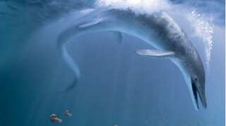 A sea monster lived in dinosaur-era seas, says new study