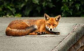 Why is Berlin emerging as habitat for foxes?