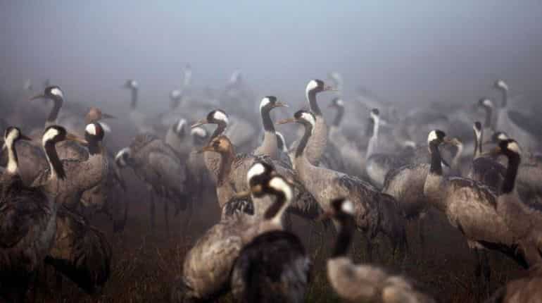 Israel bird flu outbreak kills over 5,000 wild cranes