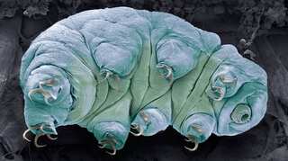 Scientists identify first 'quantum entangled' animal in history