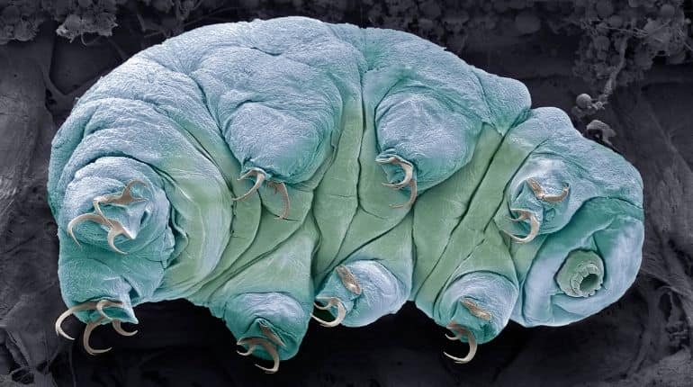 Scientists identify first 'quantum entangled' animal in history