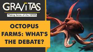 Gravitas: Activists decry world's first Octopus farm