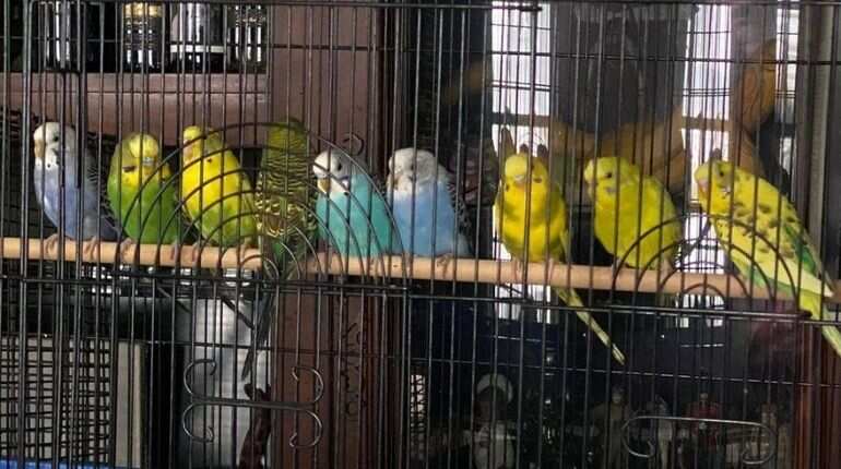 US rescue group receives 800 visibly injured parakeets in a 'shocking' present