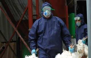 Israel fears human transmission amid bird flu outbreak, set to curtail hunting season