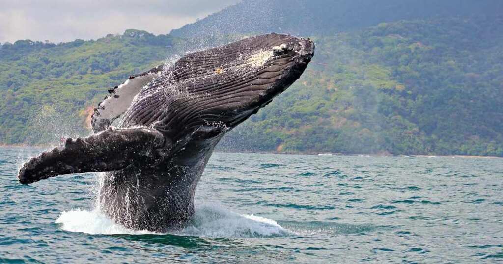 Colombia's natural paradise Gorgona Island