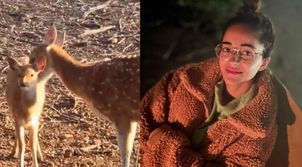 Ananya Panday's Ranthambore jungle safari pics have wanderlust vibes
