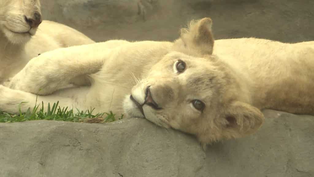 White lion cubs brought to zoo of Lima on new year's eve