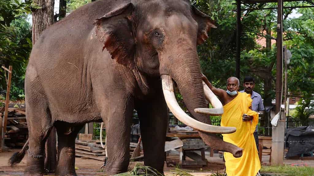 Elephants in Sri Lanka will be given identity cards
