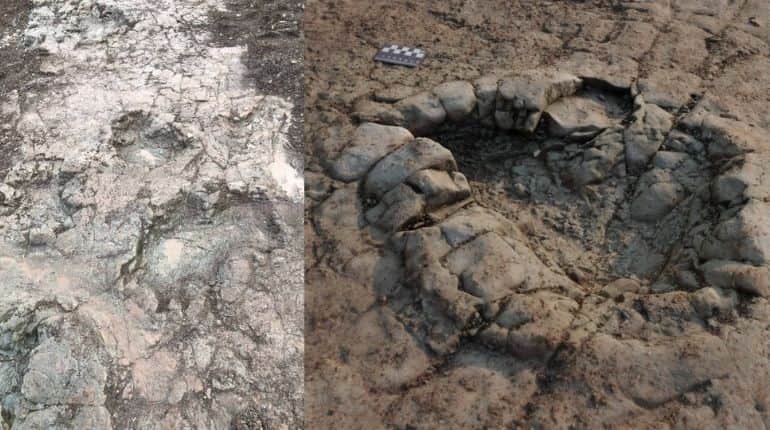 200 million-year-old dinosaur footprints found on beach in UK, say researchers