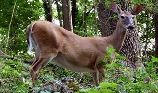 Prolonged pandemic? Research sheds light on implications of transfer of COVID-19 from humans to wildlife