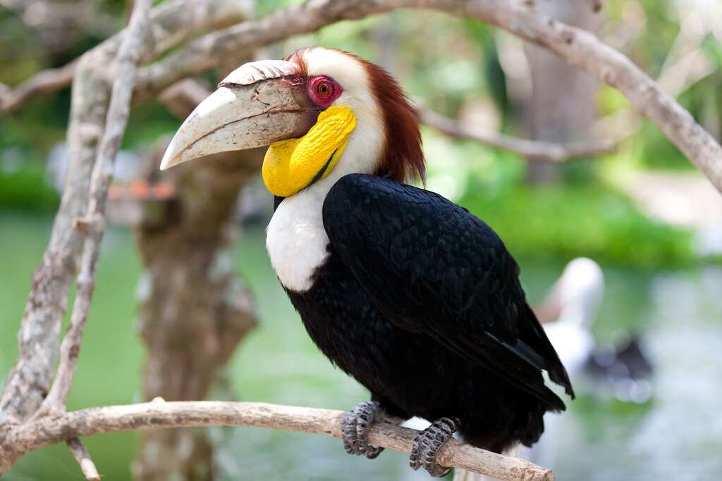 The return of rufous-necked Hornbill to Nepal after 200 years