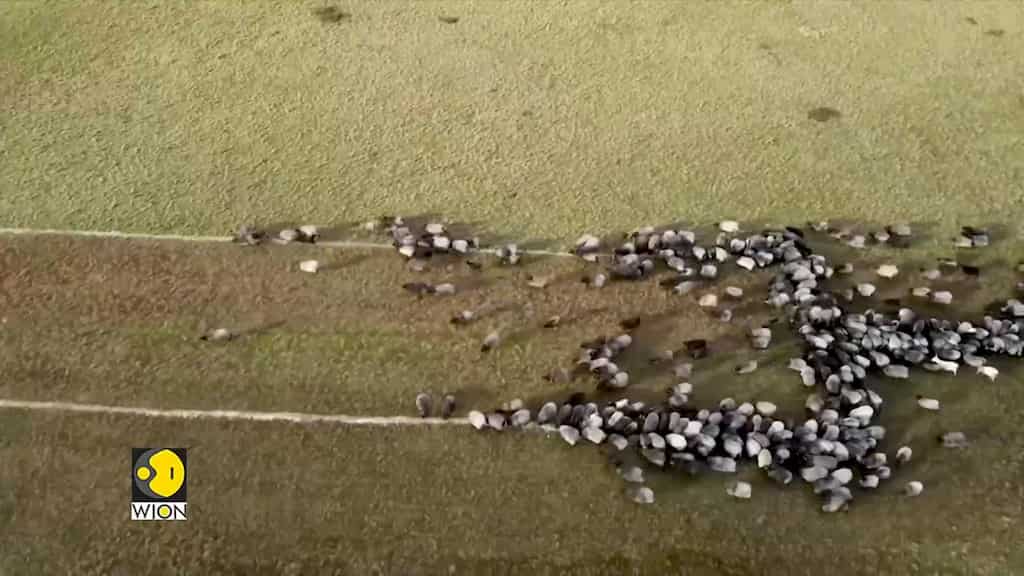 Germany: Sheeps arranged in the form of a giant syringe to encourage vaccinations