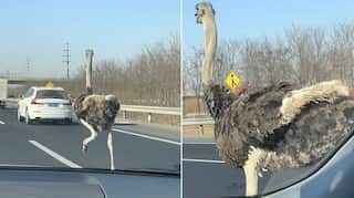 Watch: Flightless bird makes cars lurch after it runs at 45mph on Chinese highway