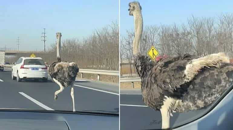 Watch: Flightless bird makes cars lurch after it runs at 45mph on Chinese highway