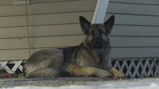 Pet dog leads police in US to injured owner after crash