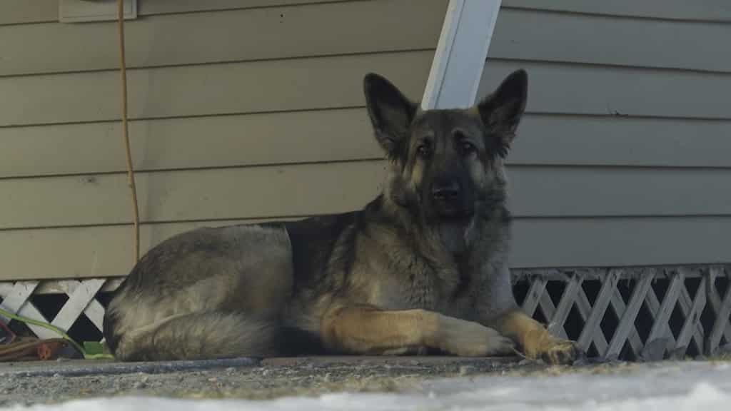Pet dog leads police in US to injured owner after crash
