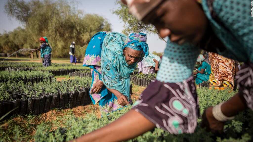 A Great 'Green Wall' in Sahara to stop ever-expanding Sahara desert