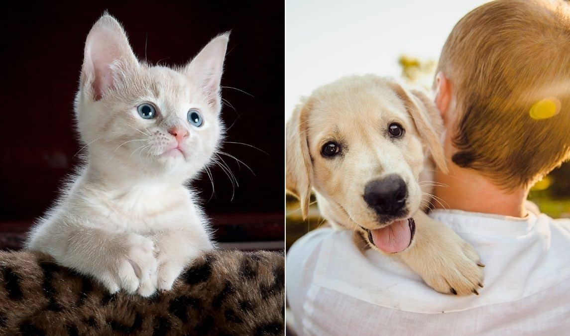 Spain makes pets legal family members: Now, who will keep family cat or dog in the case of a divorce? Spain makes pets legal family members: Now, who will keep family cat or dog in the case of a divorce?
