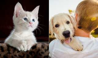 Spain makes pets legal family members: Now, who will keep family cat or dog in the case of a divorce?