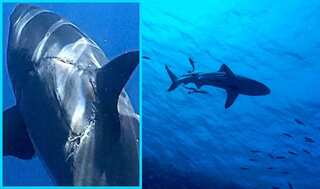 What's that mysterious ring of teeth mark? This rare mark on a giant great white shark baffles experts