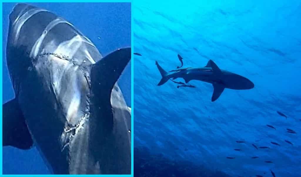 What's that mysterious ring of teeth mark? This rare mark on a giant great white shark baffles experts