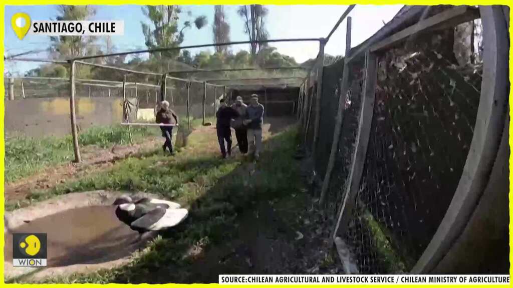 Trio of Andean condors released back into the wild after years-long rehabilitation