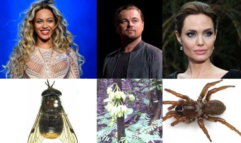 Plant-animal species named after celebs: From Beyonce horsefly to ...