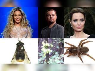 Plant-animal species named after celebs: From Beyonce horsefly to DiCaprio tree