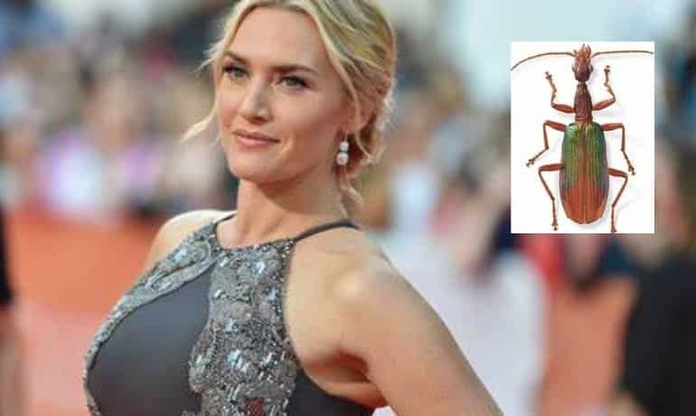 Kate Winslet (Agra katewinsletae)