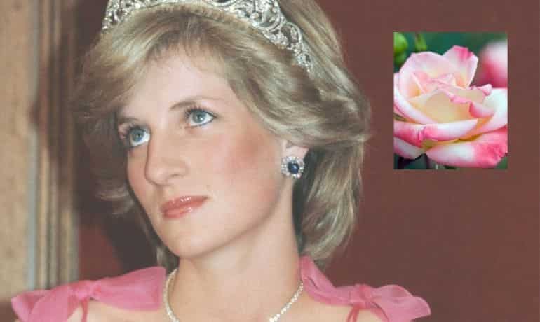 'Diana, Princess of Wales' Rose