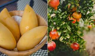 Indian mangoes and pomegranates get market access in US