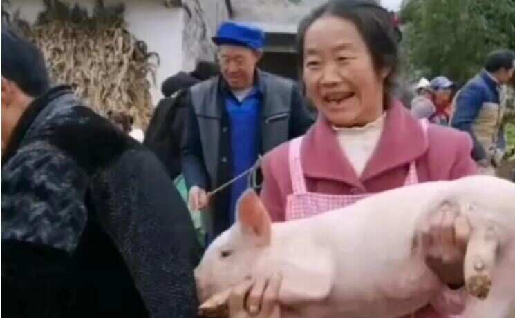 Now, China awards piglets to 'excellent students' and their families