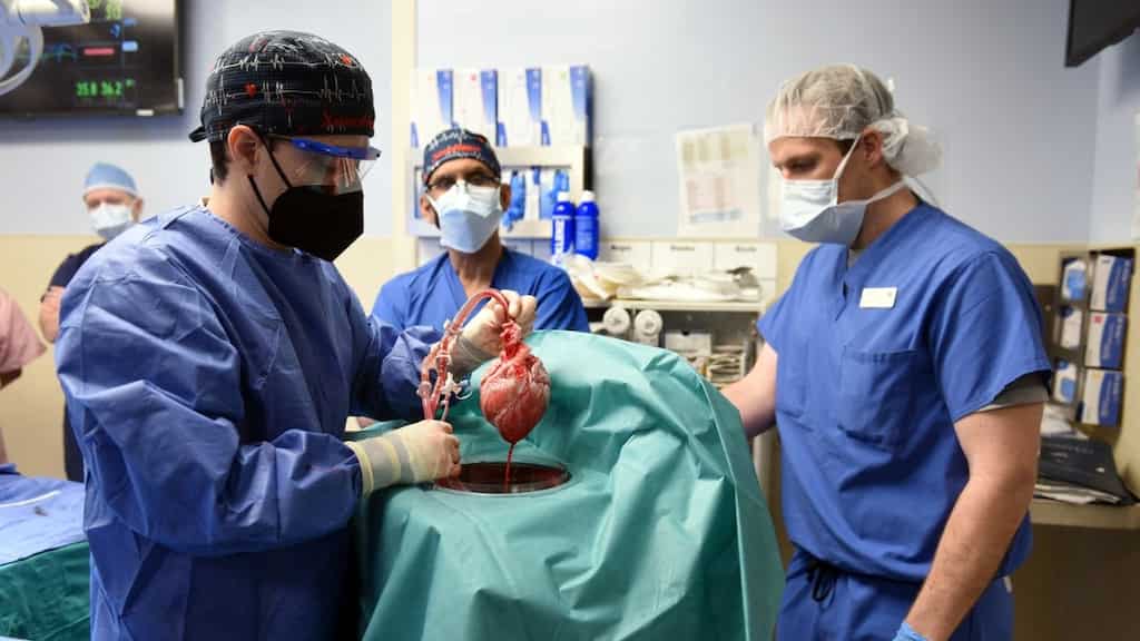 United States: First pig to human heart transplant, a game-changer for organ transplants