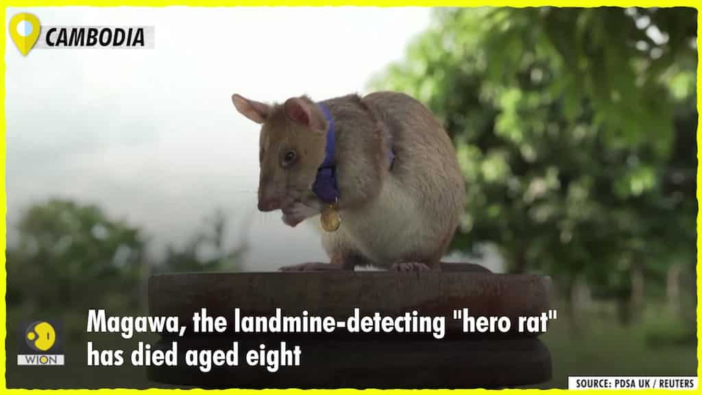 Magawa, the landmine-detecting "hero rat" dies aged 8